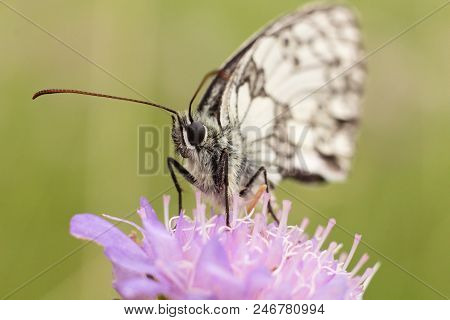 Summer Scene, Butterfly On Flower - Little Melanargia (melanargia Galathea)