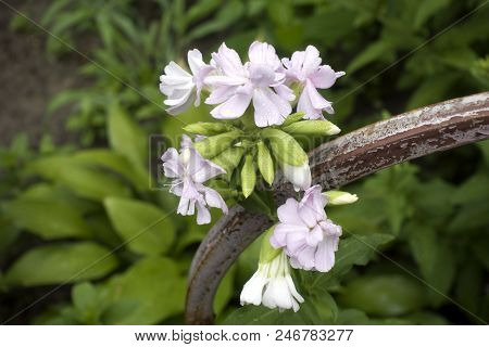 Blooming Pink Common Soapwort (saponaria Officinalis) Flowers With Raindrops