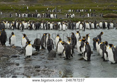 Gentoo Penguins Standing Along The Shore Of Danco Island.