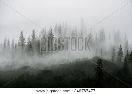 High Contrast Dramatic Misty Dark Swiss Forests