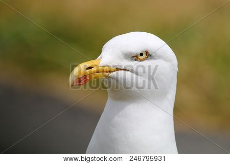 A Herring Gull With Stern Expression And Piercing Stare