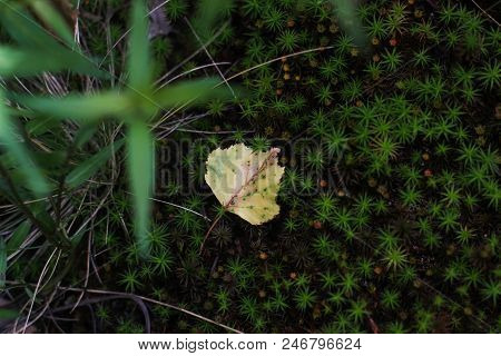 Mosses Are Small Flowerless Plants That Typically Grow In Dense Green Clumps Or Mats, Often In Damp 