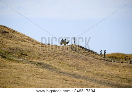 A Camel On A Hill With Dry Grass