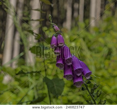 Foxglove Digitalis Flower In Summer Day In Krkonose Mountains