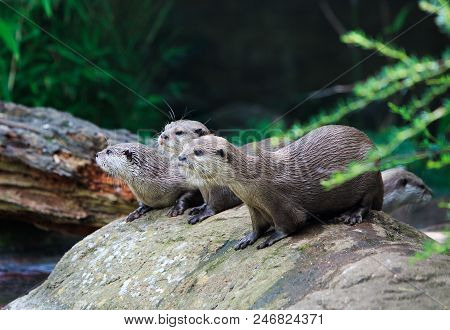Three Short-clawed Asian Otters Resting On Rocks All Looking In The Same Direction With A Natural Ba