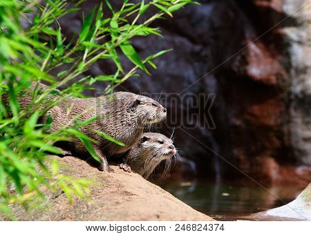 Long Clawed Otters Next To A Pool Of Water