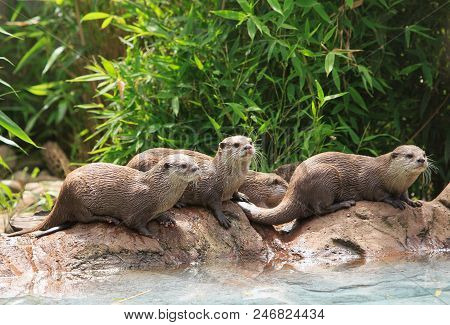 Short Clawed Asian Otters Having Fun Around A Small Pool