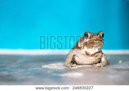 Close Up Of A Frog In Front Of Light Blue Wall At A House, El Remate, Guatemala, Central America