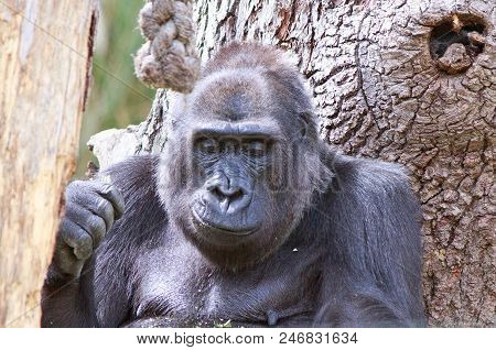 Close Up Of A Western Lowland Gorilla Resting Against A Tree While Looking Down