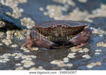 Brown Crab (cancer Pagurus) On A Barnacle Covered Rock