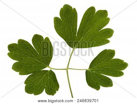Leaves Of The Flowers Of Catchment, Lat. Aquilegia, Isolated On White Background