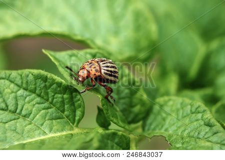 Colorado Beetle Eats A Potato Leaves Young. Pests Destroy A Crop In The Field. Parasites In Wildlife