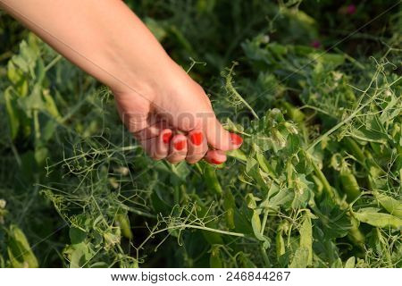Green Peas. Pods Of Peas. Pea Field