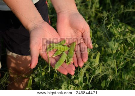 Green Peas. Pods Of Peas. Pea Field