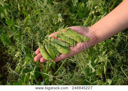 Pea Pods In A Woman's Hand. Green Peas In The Field. Pods Of Green Peas