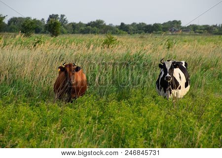 Two Cows In The Pasture. Brown And Black-white Cows. Cows Look Into The Camera Lens.
