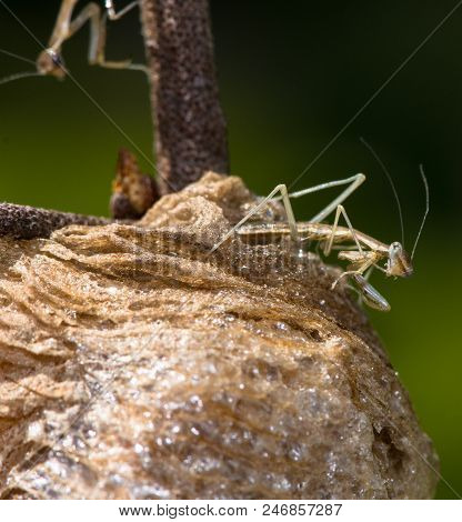 A Newly Hatched Juvenile Praying Mantis On Top Of His Light Brown Foamy Nest. This Is A Side View Of