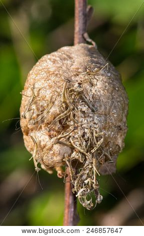Praying Mantis Hatching From A Light Brown Foamy Nest Secured To A Twig.