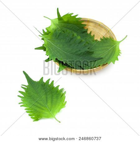 Fresh Green Shiso Leaf On White Background