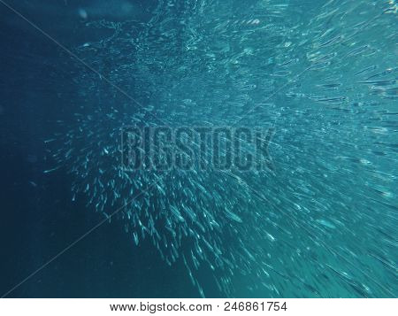 Fish Herd In Underwater World At Thailand