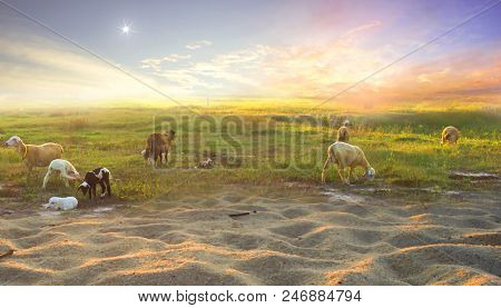 The Birth Of Jesus: Three Phds See The Stars And Shepherd Shepherds