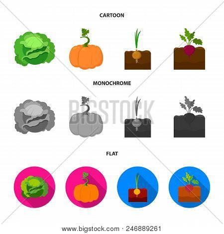 Cabbage, Pumpkin, Onion, Buriak.plant Set Collection Icons In Cartoon, Flat, Monochrome Style Vector