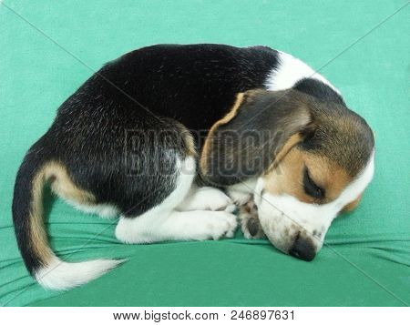 Beagle Puppy Sleeping On The Green Bed.