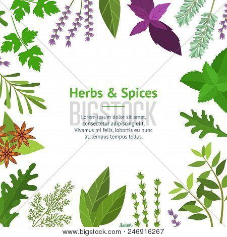 Cartoon Color Herbs Spices Card Aroma And Flavor Ingredient Of Food Concept Flat Design Style. Vecto