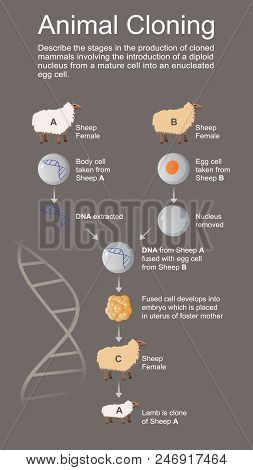 Cloning Is The Most Recent Evolution Of Selective Assisted Breeding In Animal Husbandry. Cloning Ani