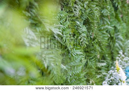 Natural Background Of Green Leaves And Grass Flowers.