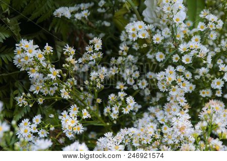 Natural Background Of Green Leaves And Grass Flowers.