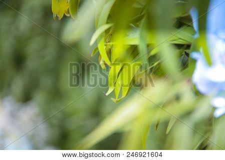 Natural Background Of Green Leaves And Grass Flowers.