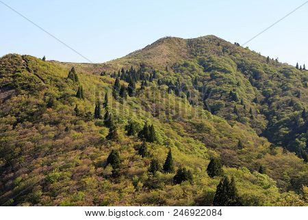 Green Trees Near The Top Of Mount Bunagatake In Shiga, Japan