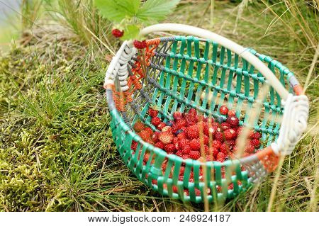 Basket Of Fragrant Organic Forest Strawberries On The Grass Near The River