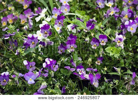 A Field Of Violet And White Viola Tricolor Or Kiss-me-quick (heart-ease Flowers) In Summer, Beauty I