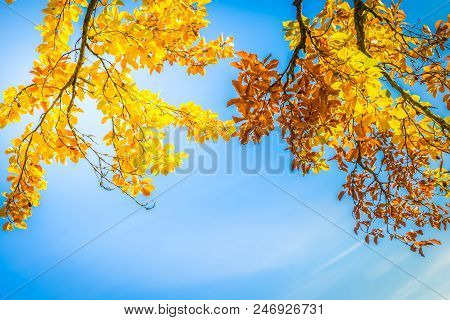 Vibrant Yellow Walnut Golden Fall Tree Foliage With Copy Space On Blue Sky Background, Toned