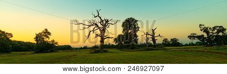 Beautiful Rogalin Oak In The Summer Sunset