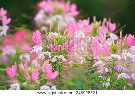 Beautiful Cleome Spinosa Or Spider Flower In The Garden