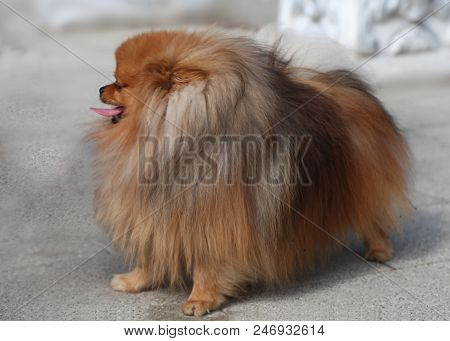 A Dog Of The German Mittelspitz Breed On A Walk