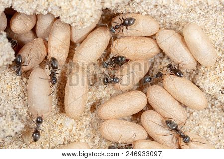 Ants And Formic Eggs In Nature. Macro