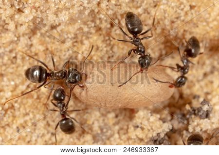Ants And Formic Eggs In Nature. Macro