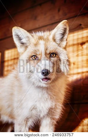 Portrait Of Wild Golden Fox In Enclosure