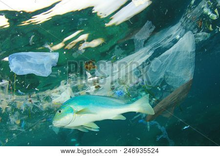 Fish and plastic pollution in sea. Microplastics contaminate seafood.  