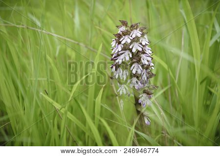 Close Up Of A Neotinea Ustulata In The Grass .