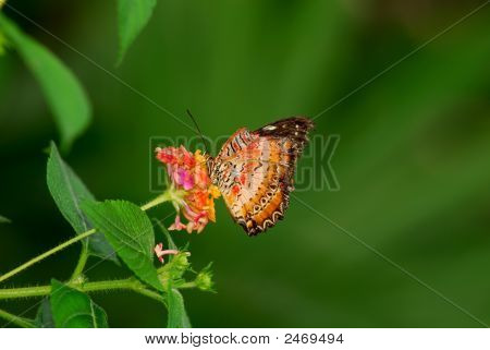 Butterfly 3