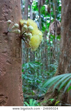 strom květina tropického deštného pralesa, kvetoucí přímo na trup, Daintree džungle Queensland Aust.
