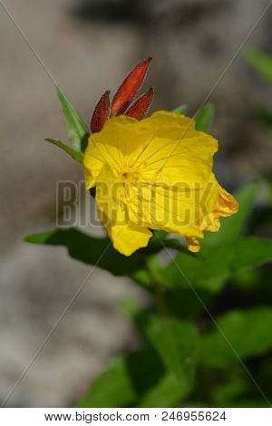 Narrowleaf Evening Primrose - Latin Name - Oenothera Fruticosa