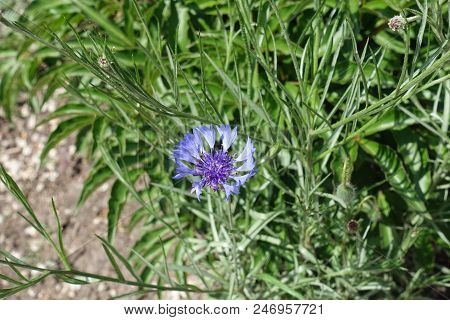 Blue Flower Head Of Cornflower In May