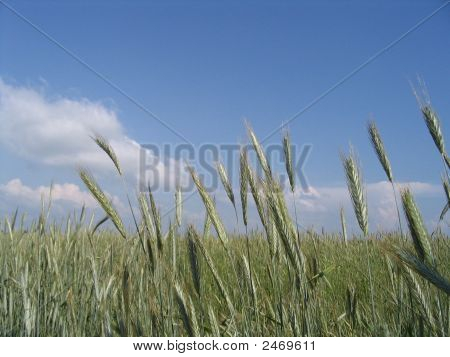 Vehnä