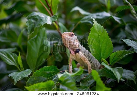 A Garden Lizard Sitting On The Leaves